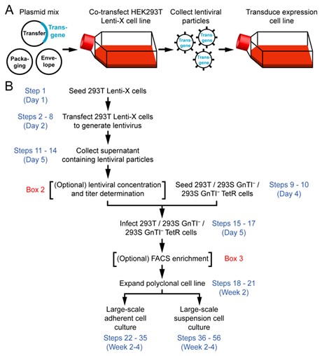 Lentiviral Transduction Technology: Principles, Experimental Steps, and Applications