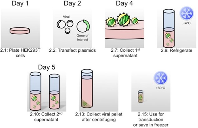 Diagram illustrating lentiviral vector production for transduction of organoids. (de Jeude, et al., 2015)