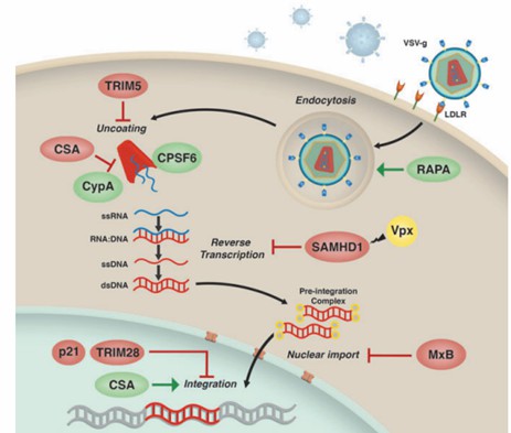 Factors that may influence the efficiency of lentiviral transduction. (Kajaste-Rudnitski, et al., 2015)