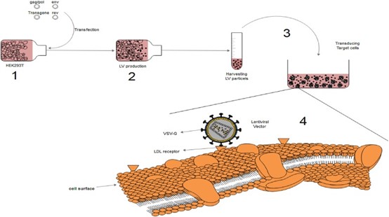 Schematic representation of lentiviral vector production and transduction of target cells. (Ghaleh, et al., 2020)