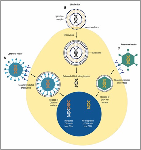 Comparison of gene delivery systems using non-viral and viral vectors. (Kalidasan, V., et al., 2021)