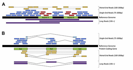 Sequencing Read Length：Everything You Need to Know