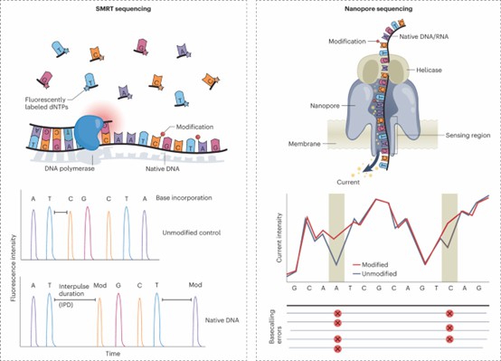 An overview of techniques for detecting DNA and RNA modifications using long-read sequencing. (Lucas, et al., 2023)