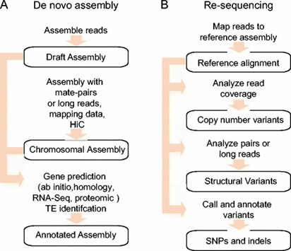 Understanding “<em>De Novo</em>” in Genomics: Definition, Applications, and Importance