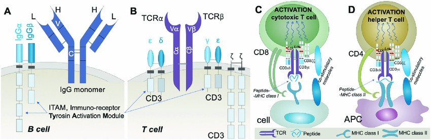 Structure of BCR and TCR complexes and their activation.