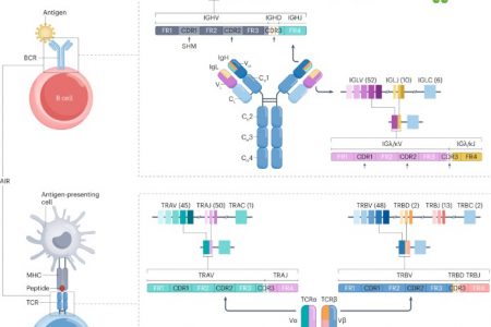 What Are The Differences Between BCR and TCR