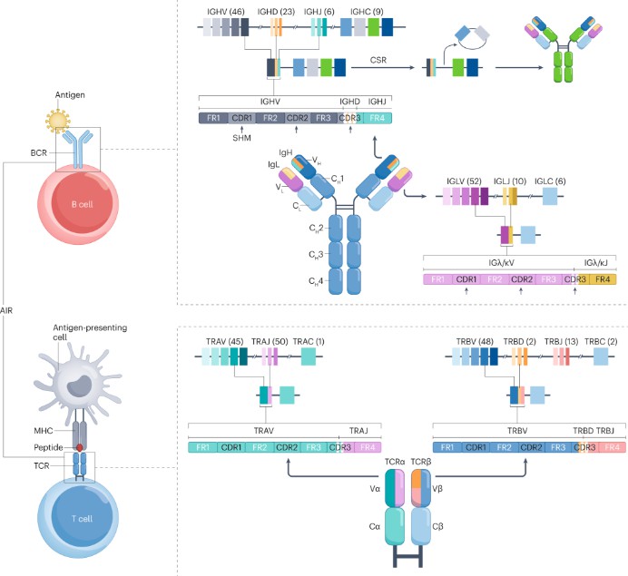 Diversity in BCR and TCR immune repertoires.