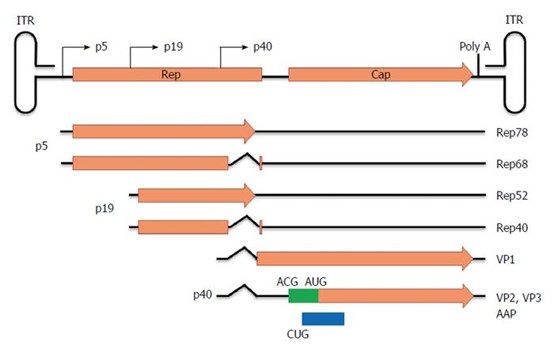 Diagram of Adeno-Associated Virus Genome (Chen, Haifeng, 2015)