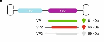 Capsid Composition of Adeno-Associated Virus (AAV)
a. The capsid consists of 60 subunits made up of a mix of VP1, VP2, and VP3 proteins. (Wörner, T.P., et al., 2021)
