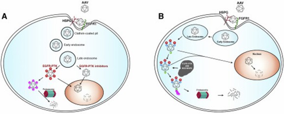 Life Cycle of AAV Vectors (Büning, et al., 2019)