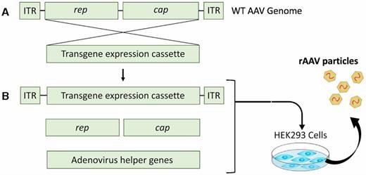 Production of Recombinant Adeno-Associated Virus (rAAV) (Egorova, Ksenia S., et al., 2021)