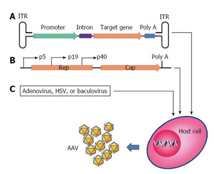 Diagram of Recombinant AAV Vector Production (Chen, Haifeng, 2015)