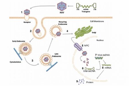 Comprehensive Guide to Gene Ontology (GO) Analysis and Its Applications in Genomics