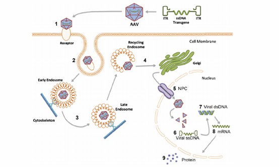 Steps of Recombinant AAV (rAAV) Transduction and the Potential Impact of the Aged Brain Environment (Polinski, N. K., et al., 2015)