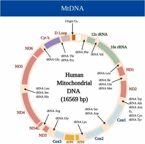 What is Mitochondrial DNA: A Comprehensive Guide
