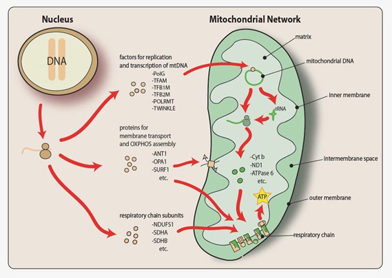Mitochondrial function depends on the synchronized expression of mitochondrial proteins from both the mitochondrial and nuclear genomes. (Holmlund, Teresa, 2009)