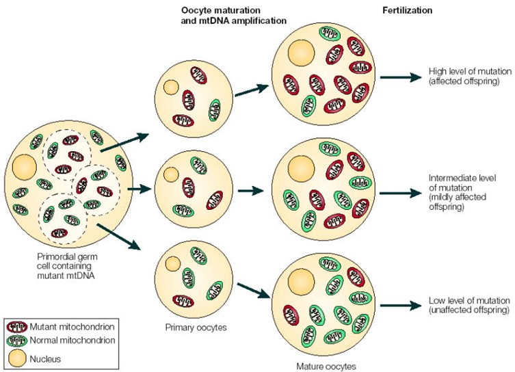 During primary oocyte formation, a specific number of mtDNA molecules are transferred into each oocyte. (Taylor, et al., 2005)