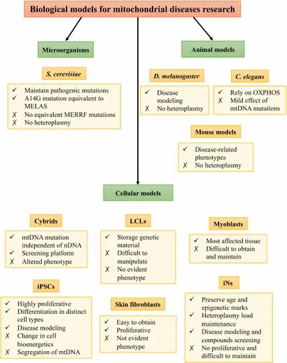 Biological models are essential for research into mitochondrial diseases. (Povea-Cabello, Suleva, et al., 2021)
