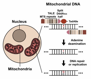 Targeted A-to-G base editing of human mitochondrial DNA using programmable deaminases. (Cho, Sung-Ik, et al., 2022)
