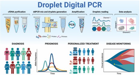 Summary of the ddPCR mutation screening workflow. (Palacín-Aliana, Irina, et al., 2021)