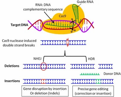 Illustration of the CRISPR mechanism. (Abdelnour, Sameh A., et al., 2021)
