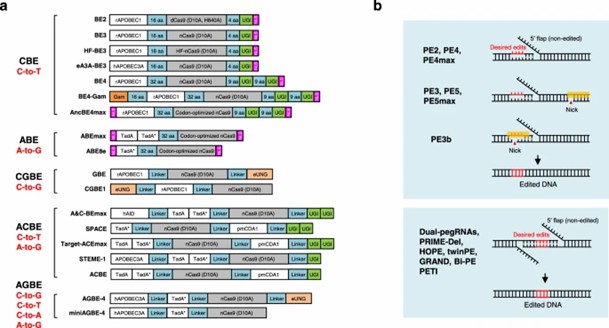 Overview of DNA base-editing and prime-editing technologies. (Tao, J., et al., 2023)