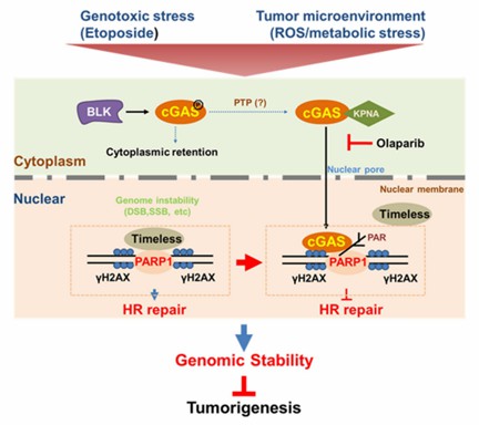 Diagram illustrating the role of cGAS in regulating the DNA-damage response. (Liu, et al., 2018)