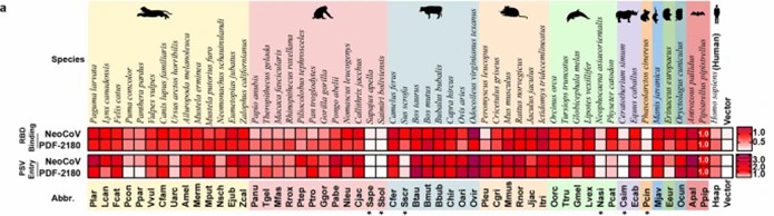 Heat map showing RBD binding (RFU normalized to RFUPpip) and pseudovirus entry efficiency (RLU normalized to RLUPpip) of NeoCoV and PDF-2180 across various non-bat mammalian ACE2 orthologues. (Ma, C., et al., 2023)