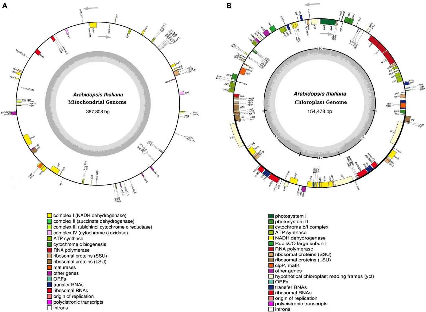 How Many Genes Are in the Plant Plastid Genome?