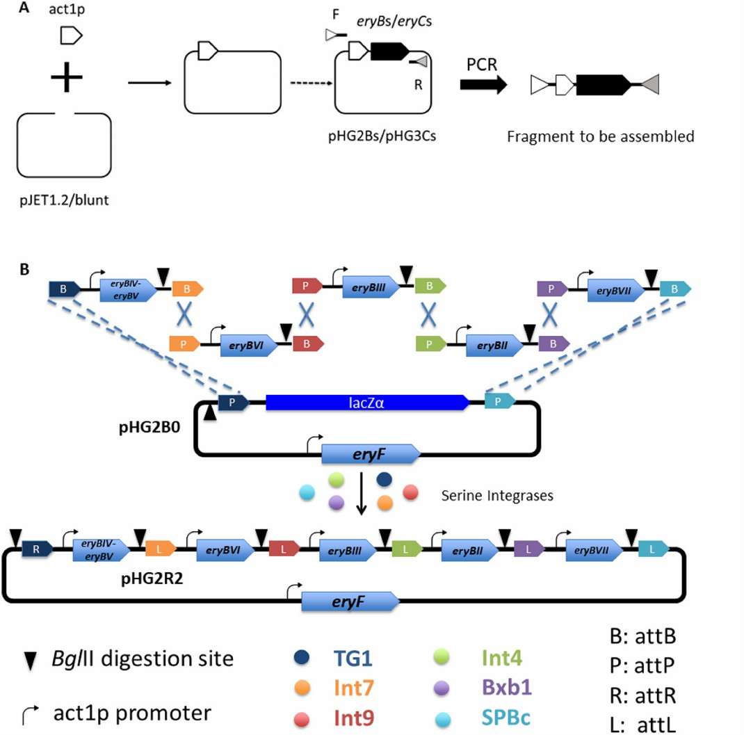 Understanding Gene Fragments: From Basic Concepts to Advanced Uses