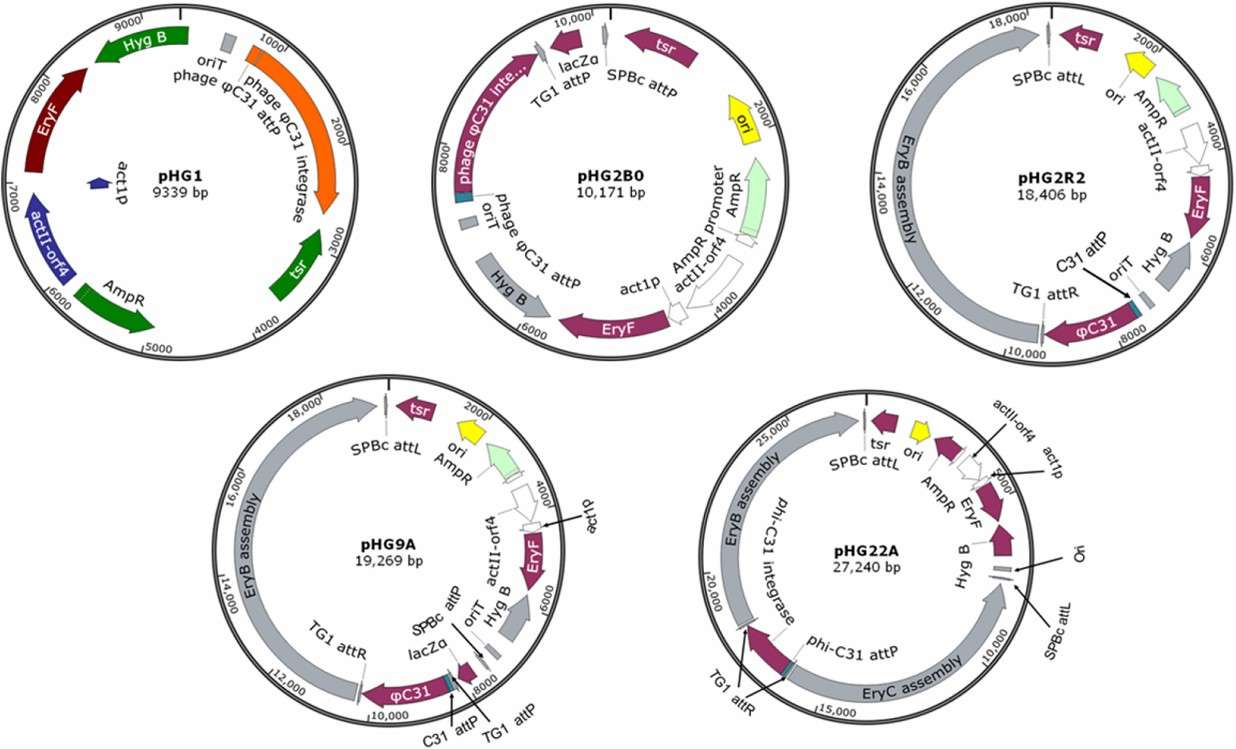 Plasmids employed for integration. (Gao, Hong, et al. 2020)