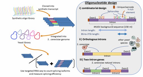 A synthetic intron library designed in budding yeast. (Schirman, Dvir, et al., 2020)