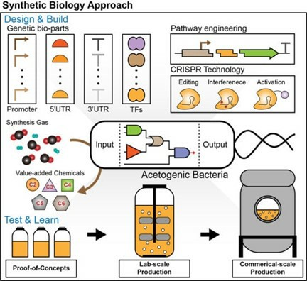 Synthetic biology applications in acetogenic bacteria for the efficient conversion of C1 gases to biochemicals. (Jin, Sangrak, et al., 2020)