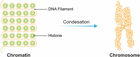 Chromatin vs. Chromosomes: What’s the Difference and Why It Matters
