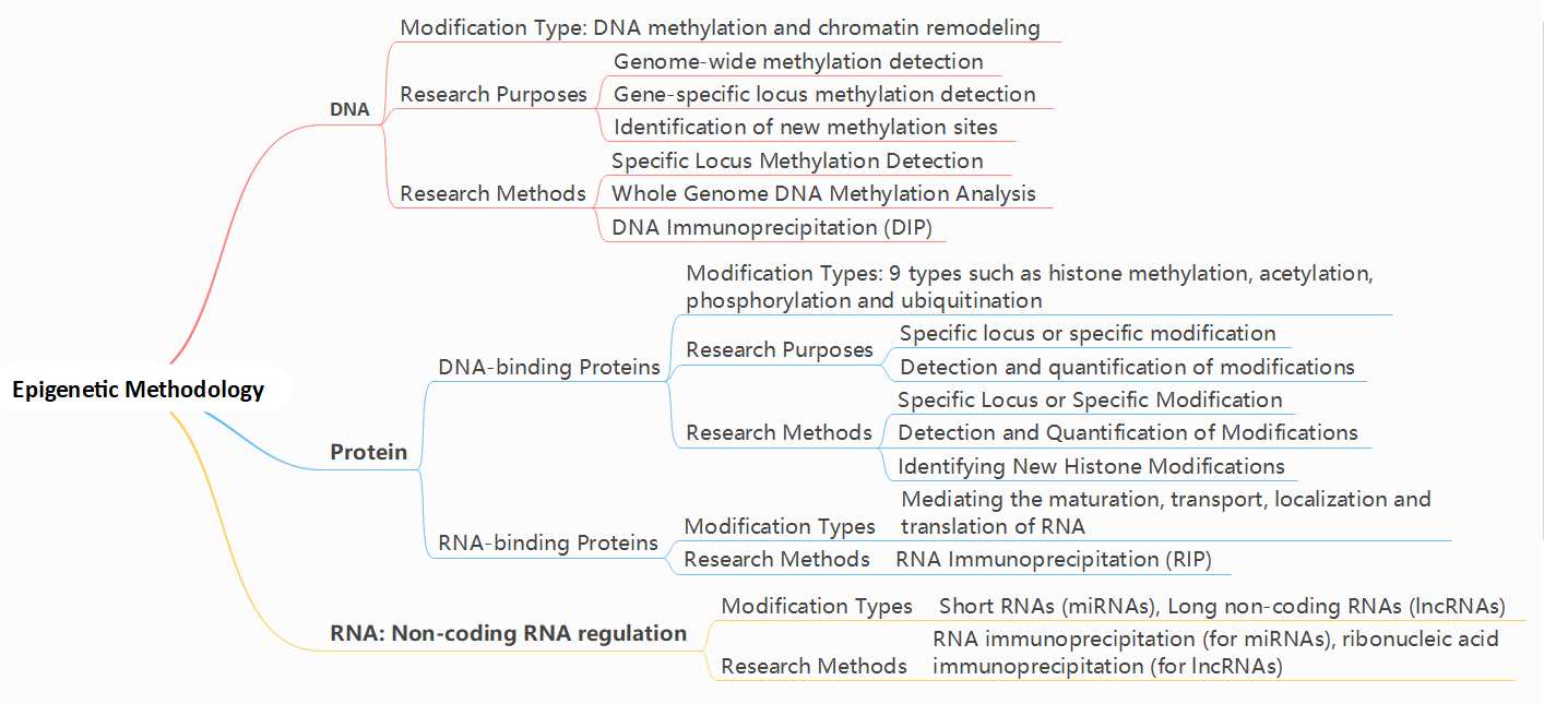 Epigenetic Modification: Types, Functions, and Applications in Disease and Development