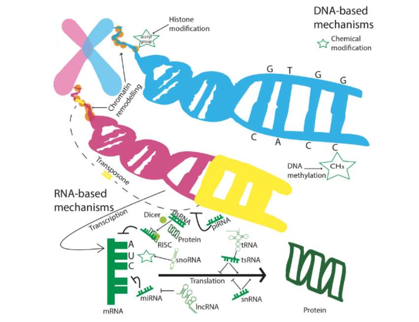 Epigenetic modifications in different biological states (Lombardo et al., 2022)