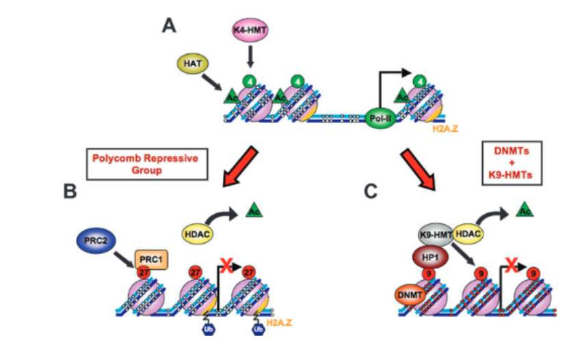 Epigenetic gene silencing mechanisms in mammals (Sharma et al., 2010)