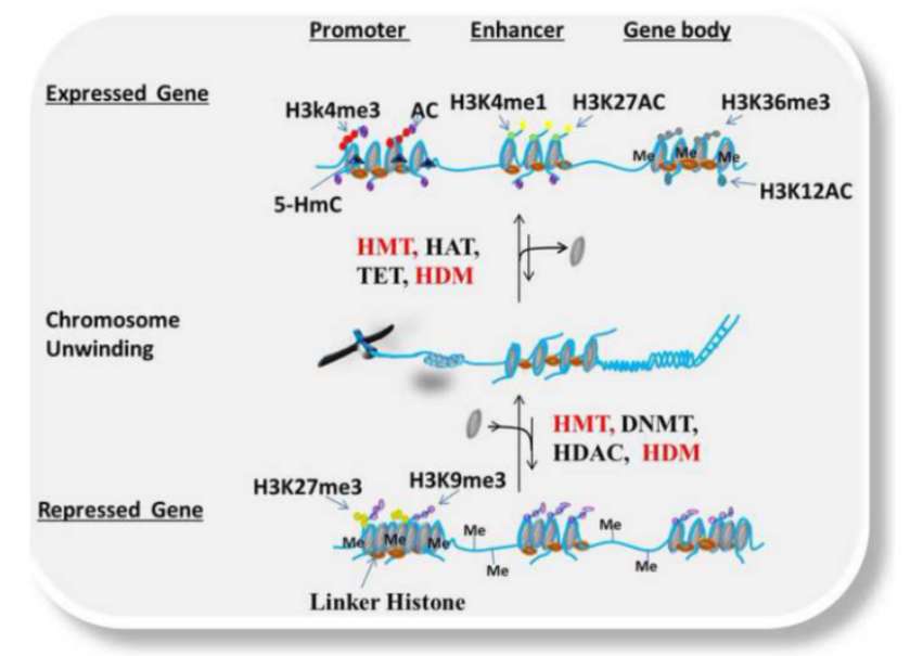 Transcriptional activation or repression resulted by Epigenetic modifications (Bojang et al., 2013)