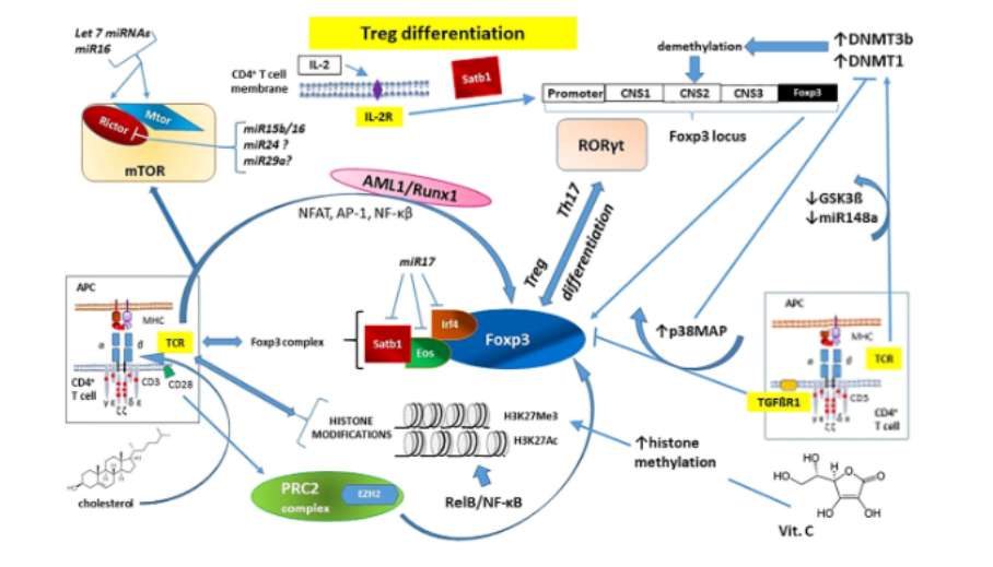 The role of epigenetic changes in regulatory T cell (Treg) development (Szukiewicz et al., 2022)