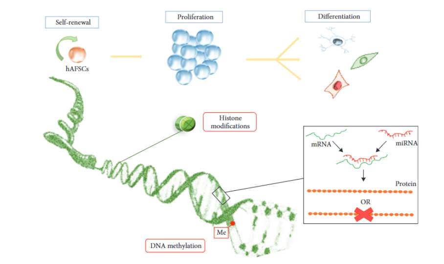 Epigenetic mechanisms results in the self-renewal, differentiation, and proliferation of amniotic fluid stem cells (Tizio et al., 2018)