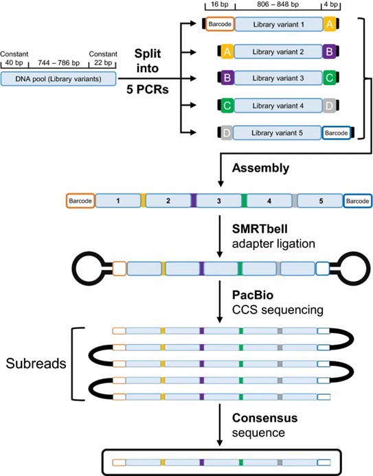 Schematic of the concatenation process in PacBio Circular Consensus Sequencing (CCS). (Kanwar, N., et al., 2021)