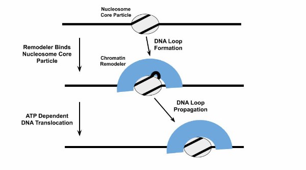 Exploring Chromatin Remodeling: New Progress in Gene Regulation, Disease Correlation and Detection Technology