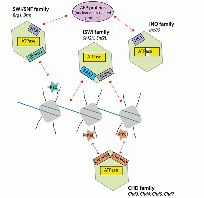 Dividing chromatin remodelers fall into four families (Laura et al., 2017)