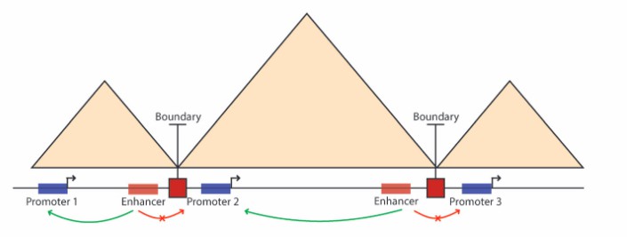 An example of enhancer-promoter interactions constrictedby TAD boundaries (Kim et al., 2019)