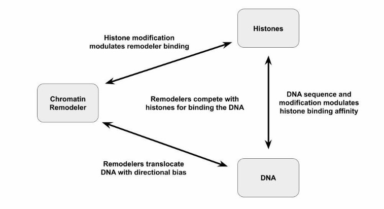 The interactions between the DNA, histones, and the chromatin remodelersthat influence nucleosome repositioning (Morgan et al., 2020)