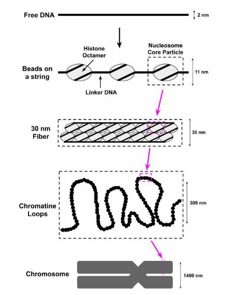 The DNA around octamers of histone proteins to form nucleosomes (Morgan et al., 2020)
