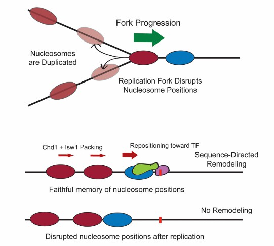 Sequence-targeted chromatin remodeling explaining memory of nucleosome positions after replication (Bowman et al., 2017)
