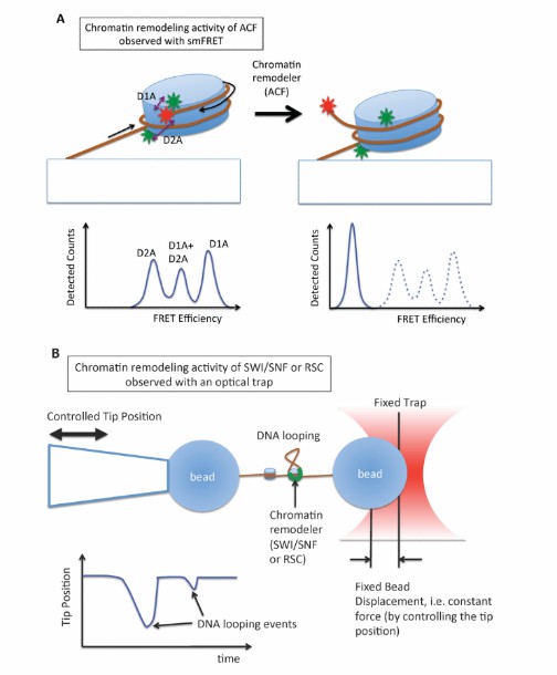 ATP-dependent chromatin remodeling (Choy et al., 2012)