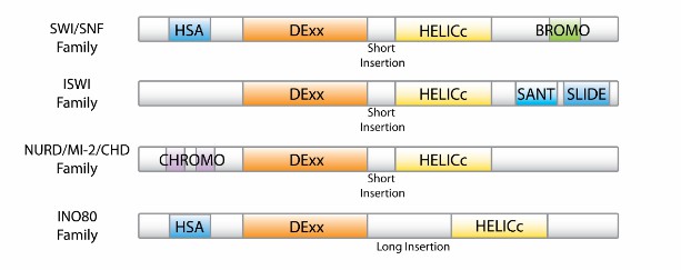 Different types of ATP-dependent chromatin remodeling complexes (Tang et al., 2010)