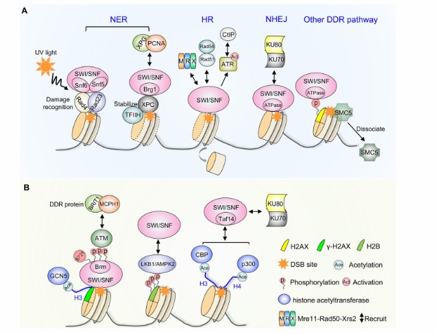 Regulatory mechanisms of the SWI/SNF complex (Jian et al., 2021)